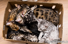 Bengal Kitten Kiste